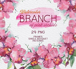 29张高清背景透明的桃红色兰花PNG图片：Branch of pink orchids Watercolor png
